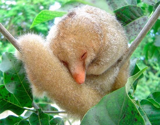 Six New Species of Silky Anteaters Discovered