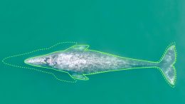Size Comparison of Pacific Coast Feeding Group Gray Whale