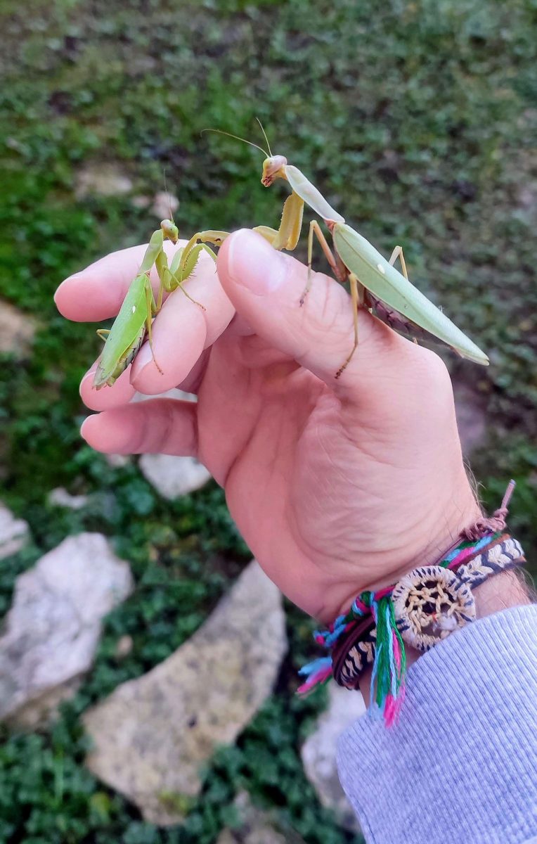 Size Comparison of Patellifera and Tenuidentata