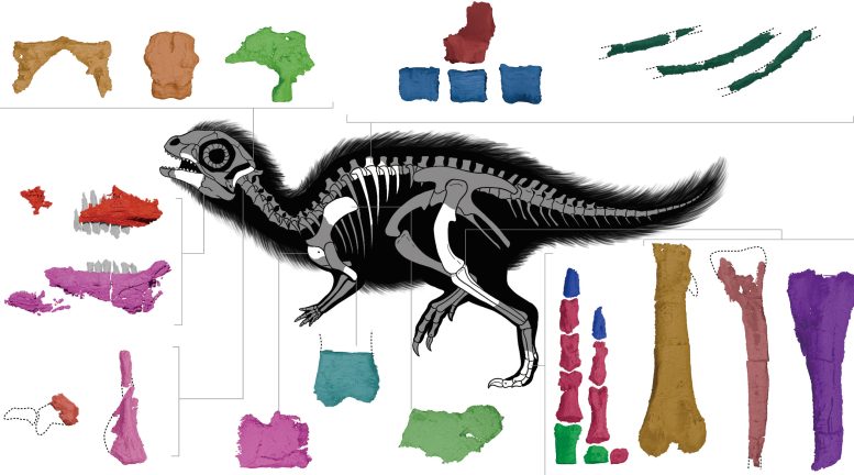Skeletal Anatomy of a Juvenile Doolysaurus Huhmini