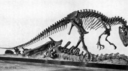 Skeletal Mount of Allosaurus Specimen