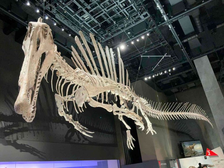 Skeletal Mount of the Spinosaurus at the Fukui Prefectural Dinosaur Museum