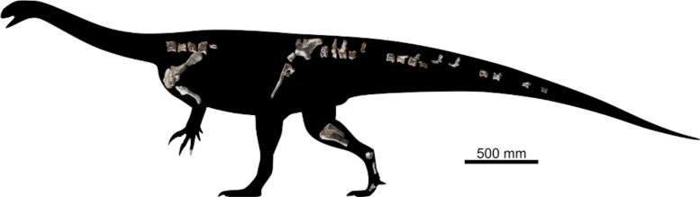 Skeletal Reconstruction Reconstruction of Musango