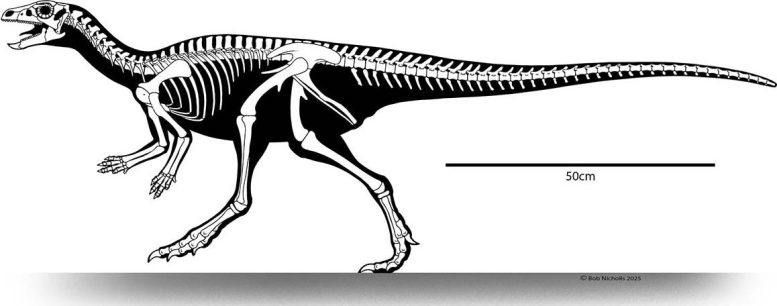 Skeletal Reconstruction of Enigmacursor