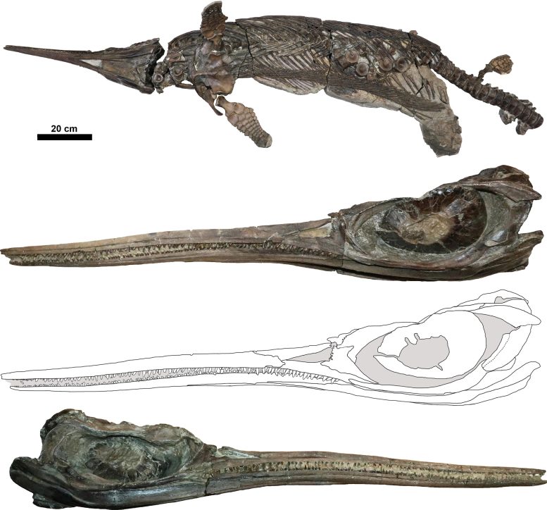 Skeleton and Skull of Xiphodracon Goldencapensis