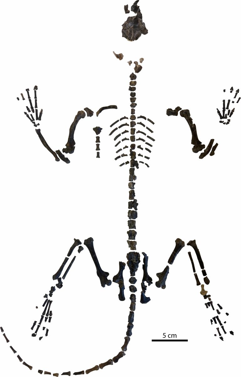 Skeleton of Mixodectes Pungens