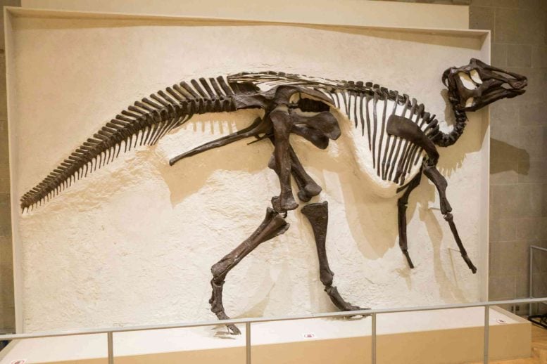 Scientists Discover Canada’s First Dinosaur Tracks From a Rarely Documented Cretaceous Age