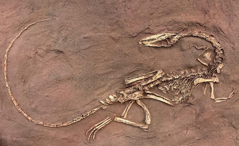 Skeleton of the Early Dinosaur Coelophysis bauri