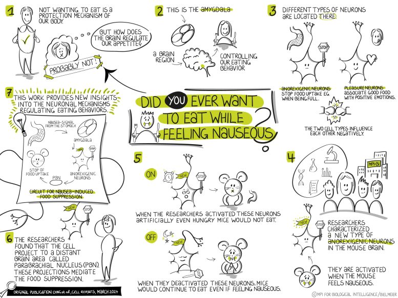 Sketchnote for Neurons Spoil Your Appetite