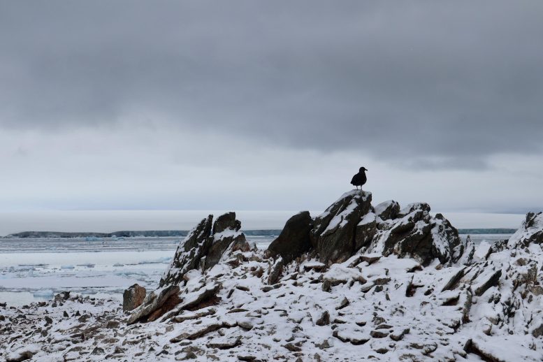 Skua Silhouette on Cliff