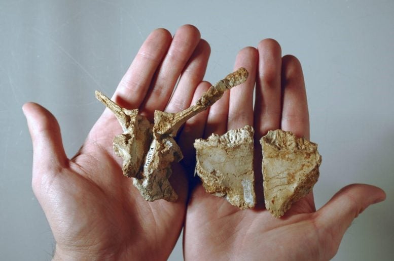 Skull Bones of the Transylvanosaurus