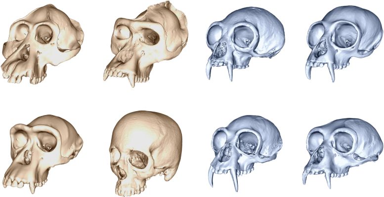 Skull Diversity Across Great Apes and Gibbons