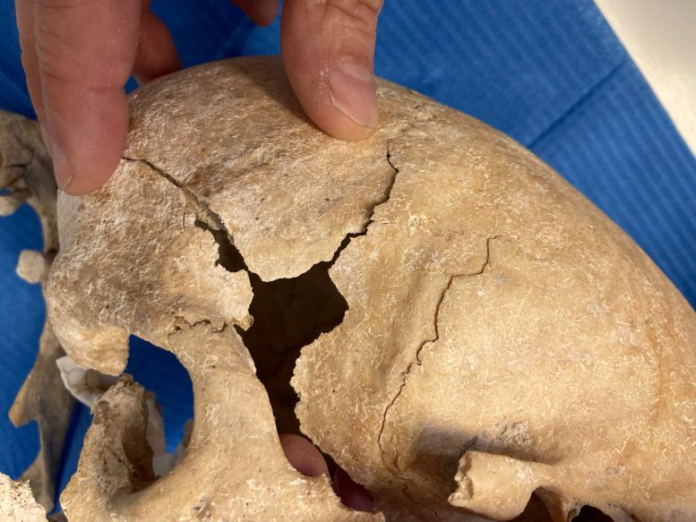 Skull Found in the Archeological Site of Zorita de Los Canes