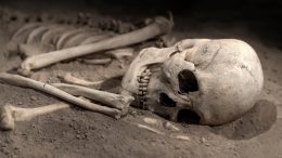Skull Skeleton Archaeology