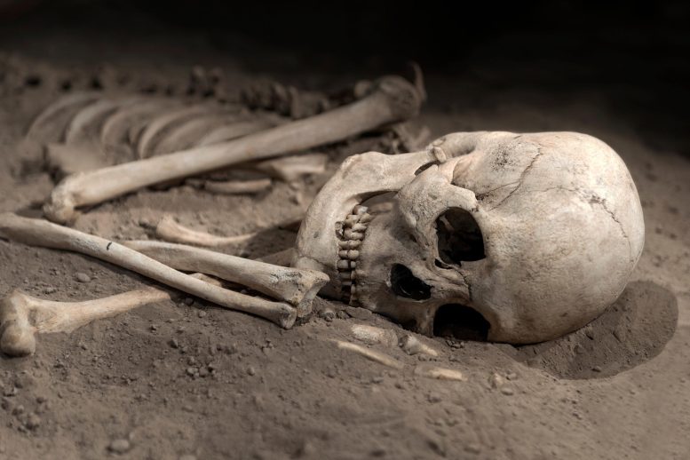 Skull Skeleton Archaeology