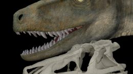 Skull and a Life Reconstruction of Saurosuchus
