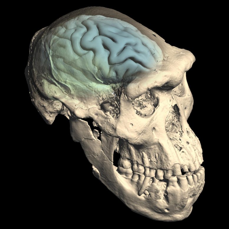 Cráneo del Homo Primitivo de Dmanisi, Georgia