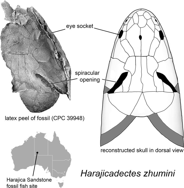 Harajicadectes skull
