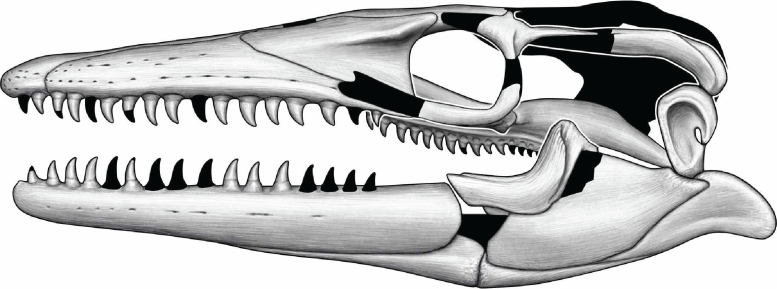 Skull of Jormungandr walhallaensis