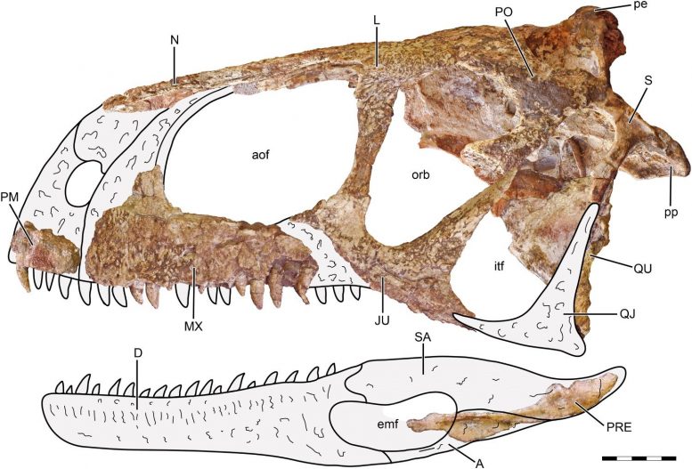 Craniul lui Llukalkan aliocranianus