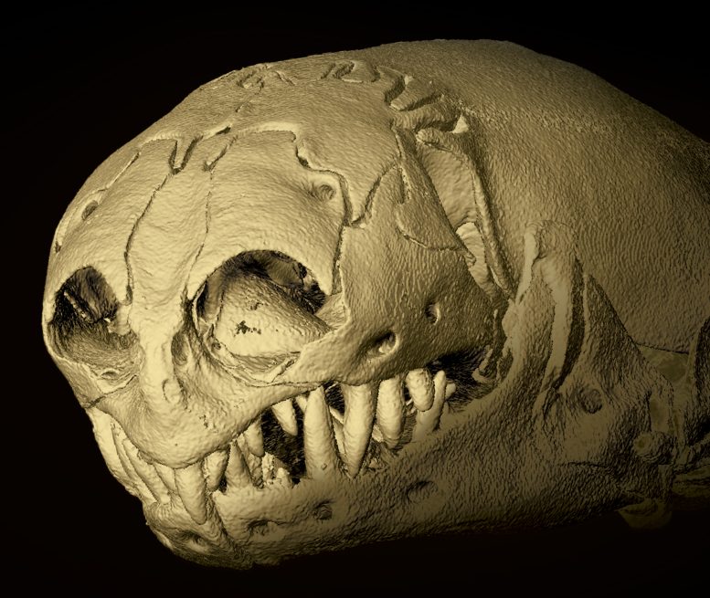 Skull of a Zygaspis quadrifron