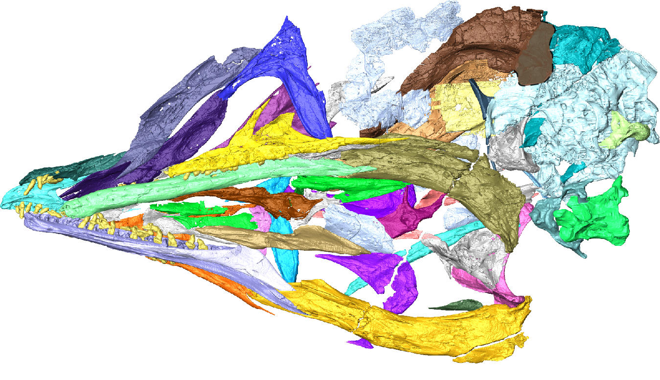 Skull of the 120 Million Year Old Bird Yuanchuavis kompsosoura From Northeastern China