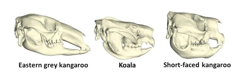Skull of the Short Faced Kangaroo