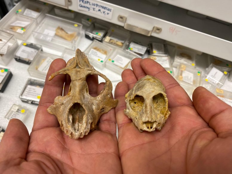 Skulls of 29 Million Year Old Primates