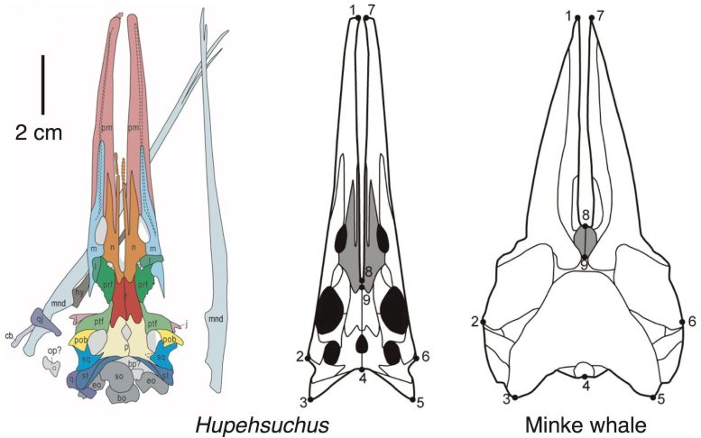 Crânes de Hupehsuchus et de petits rorquals