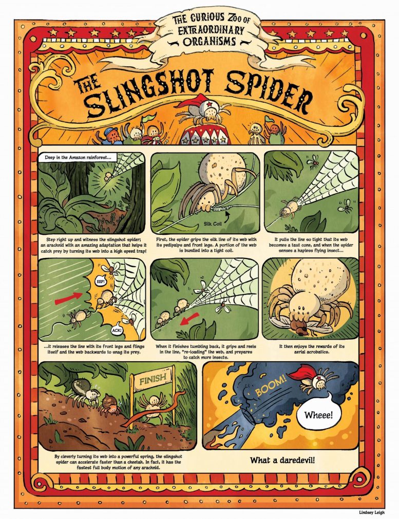 Slingshot Spider Cartoon Infographic