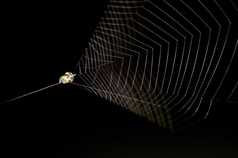 Slingshot Spider Ready to Launch Its Web