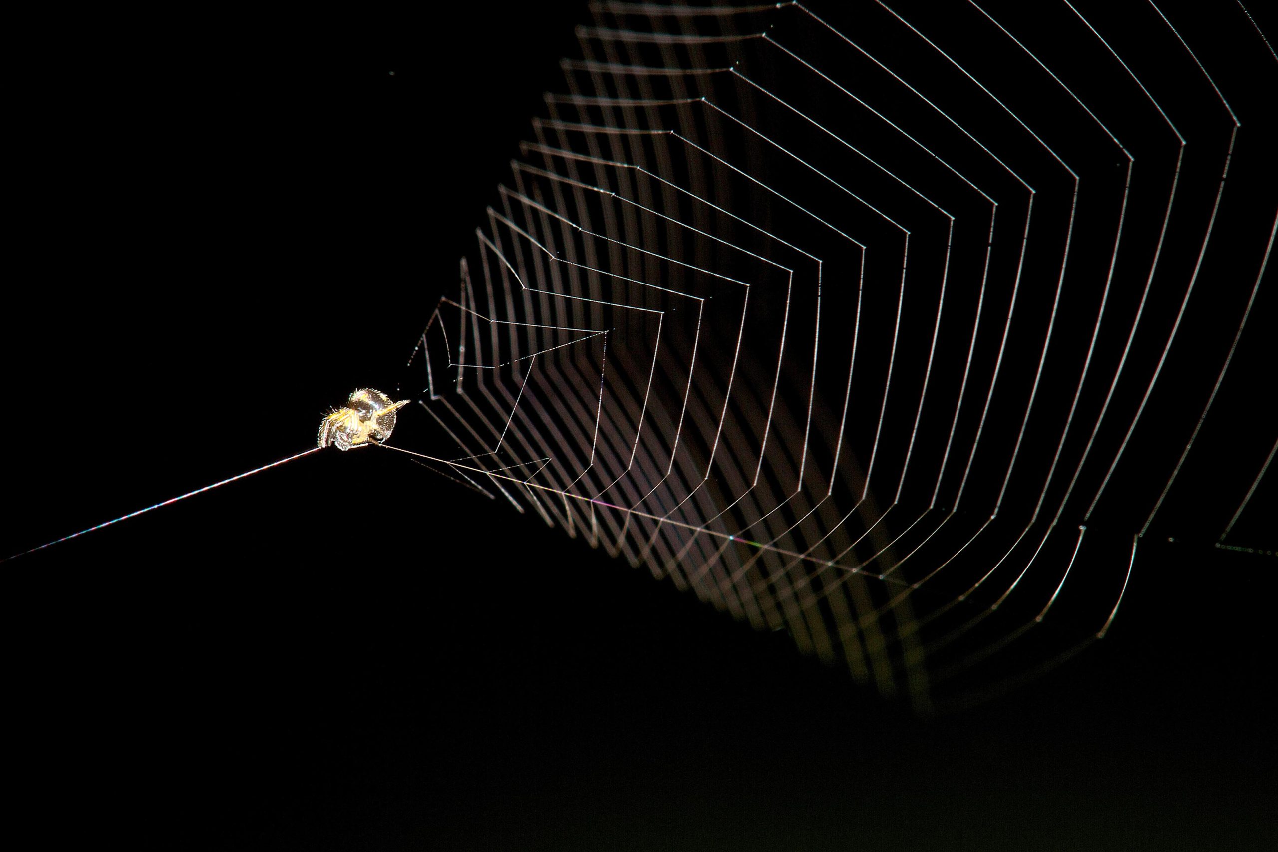 How spider webs achieve their strength, MIT News