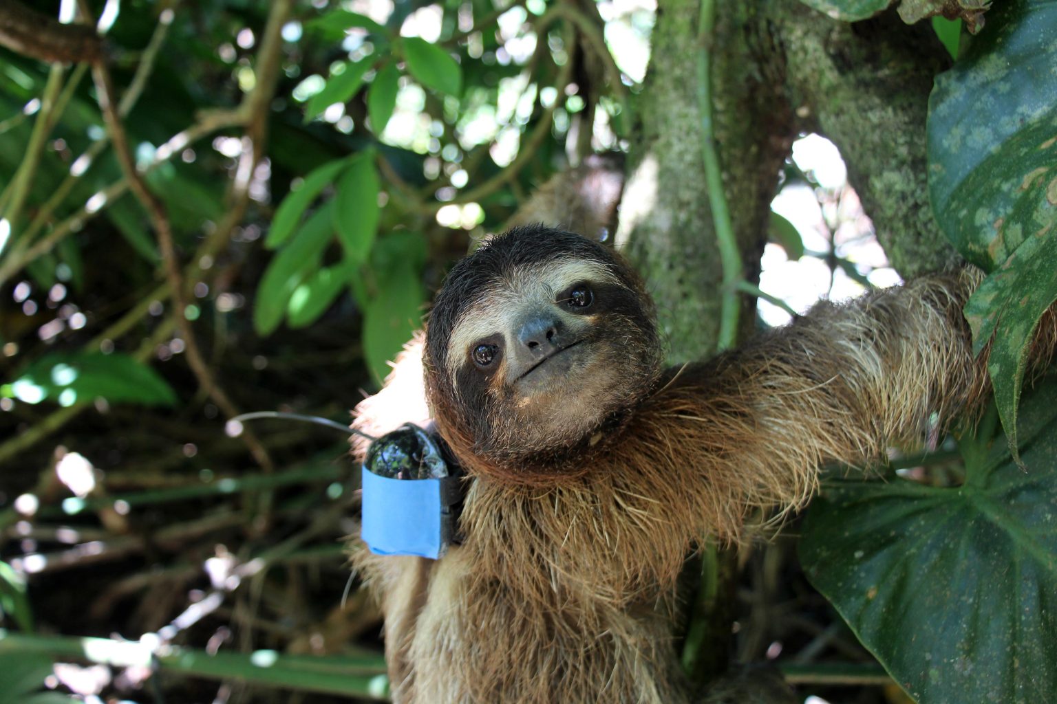 Hang in There: How Sloths Master the Art of Survival in Changing Climate