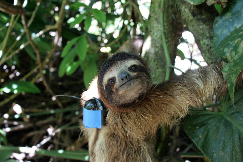 Sloth With Backpack