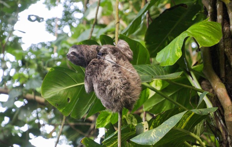 Sloth in Tree