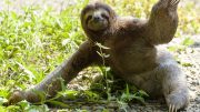 Sloth on Ground
