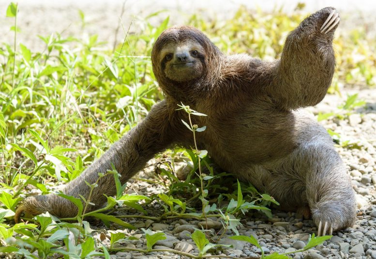 Sloth on Ground