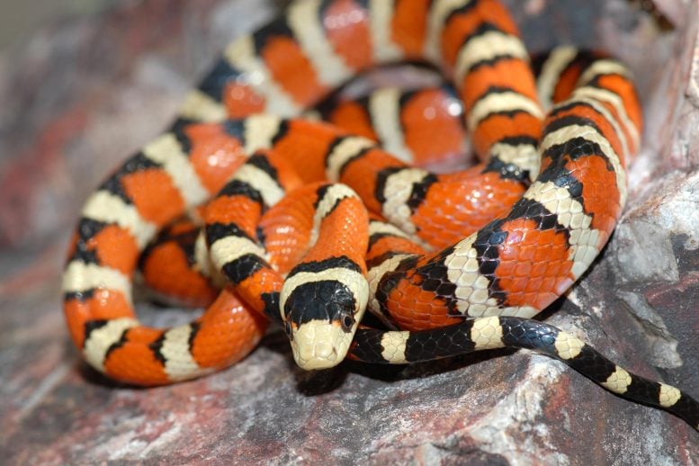 Small Arizona Mountain Kingsnake