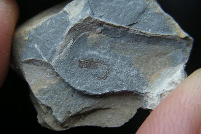 Small Comma Shrimp Fossil