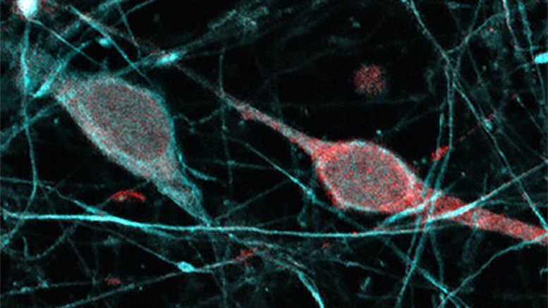 Scientists Discover How Your Brain Creates And Updates Its Mental Maps - 704zlns