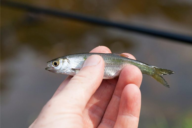 Small Fish in Hand