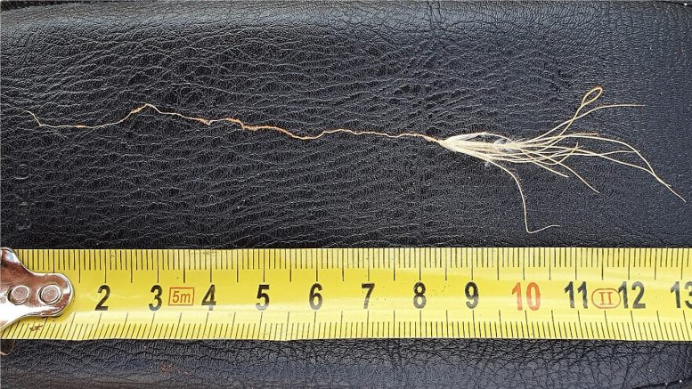 צמח דשא קטן מת במעגל הפיות 19 ימים אחרי הגשם