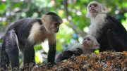 Small Monkey Groups Are More Likely to Fight