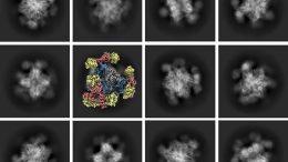 Small Protein Scaffold