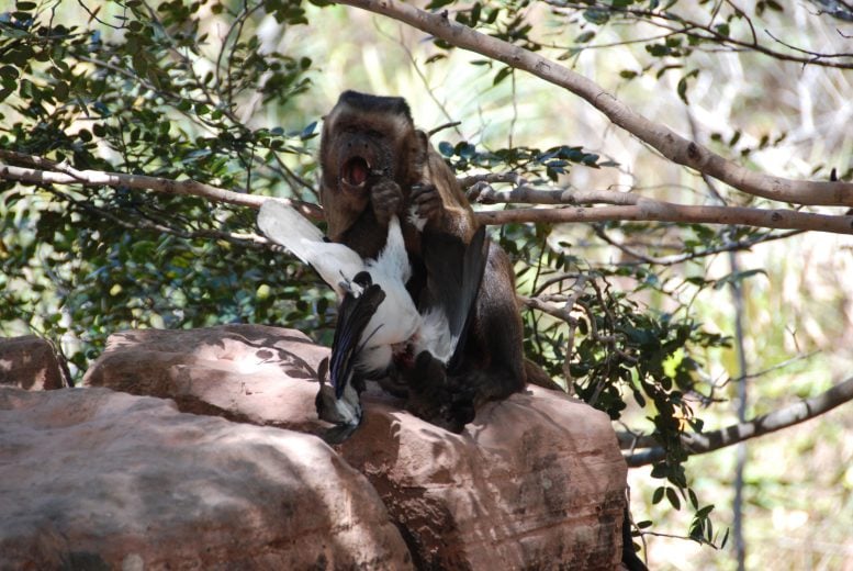 Small Vertebrate Consumption by Capuchin Monkeys