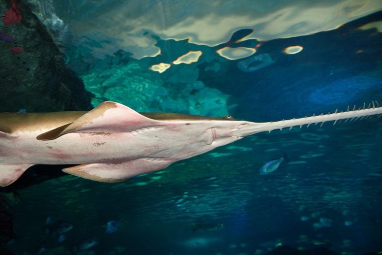 Smalltooth Green Sawfish