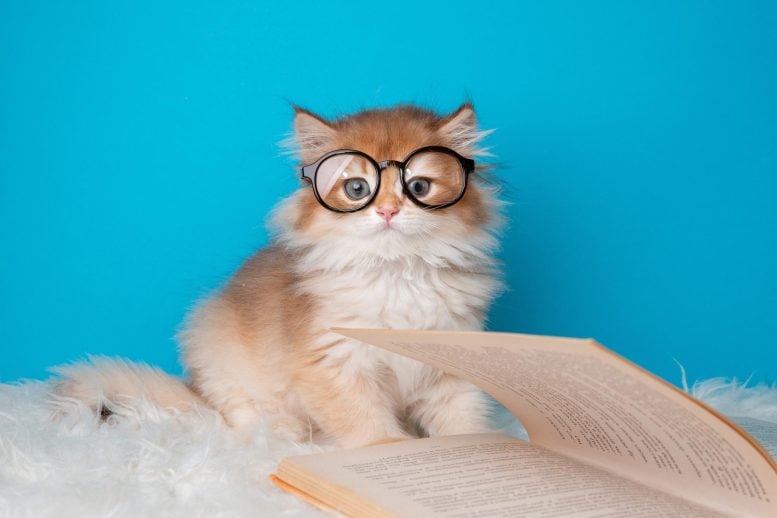 Household Cats Could Hold the Secret to Fighting Breast Cancer