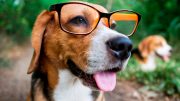 Smart Dog Wearing Glasses Close Up