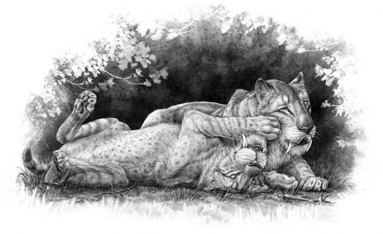 Smilodon fatalis Cubs Illustration
