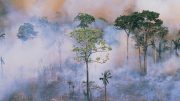 Smoky Amazon Fire
